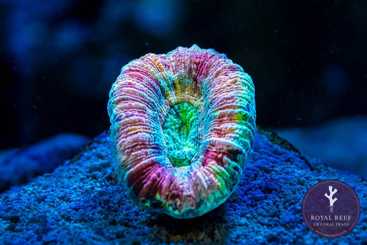 Rainbow Trachyphillia WYSIWYG - Royal Reef