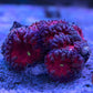 Red Blasto w/ Blue/Purple Outer (Single Head) - Royal Reef