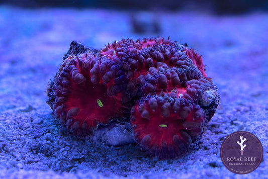 Red Blasto w/ Blue/Purple Outer (Single Head) - Royal Reef