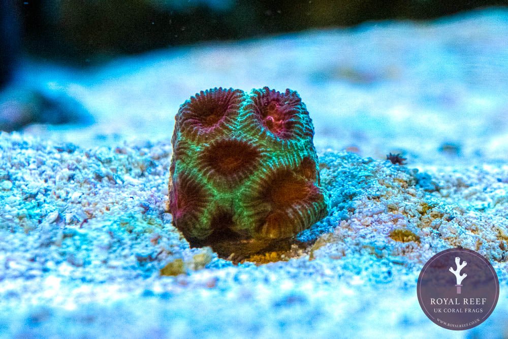 Red Eye, Green Base Favia - Royal Reef