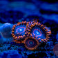 Red Hornet Zoa 3+ Heads - Royal Reef