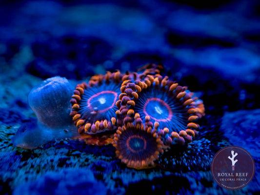 Red Hornet Zoa 3+ Heads - Royal Reef