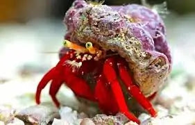 Dwarf Red Leg Hermit Crabs (INVERT)