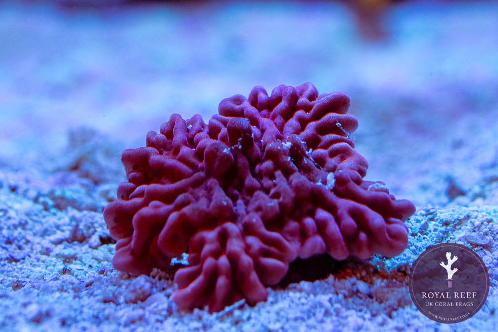 Red Palawensis Montipora - Royal Reef