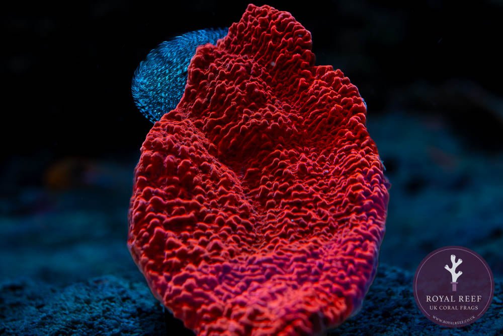 Red Plating Montipora - Royal Reef