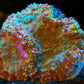 Red Tosca Symphyllia WYSIWYG (1) - Royal Reef