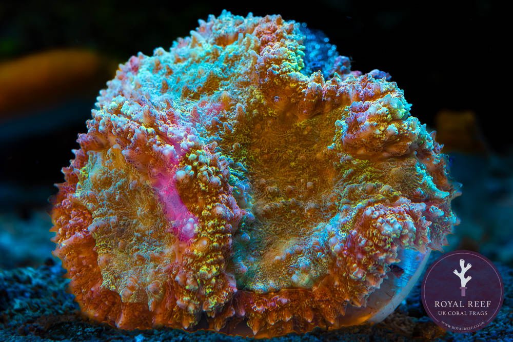 Red Tosca Symphyllia WYSIWYG (1) - Royal Reef