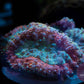 Red Tosca Symphyllia WYSIWYG (1) - Royal Reef