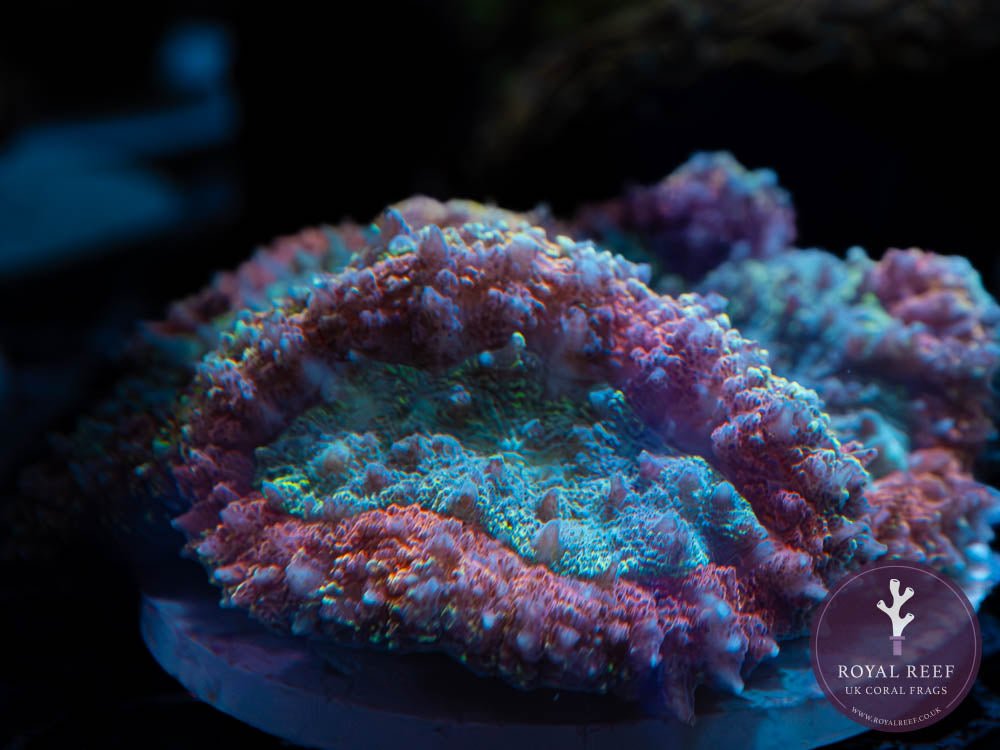 Red Tosca Symphyllia WYSIWYG (1) - Royal Reef