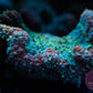 Red Tosca Symphyllia WYSIWYG (2) - Royal Reef