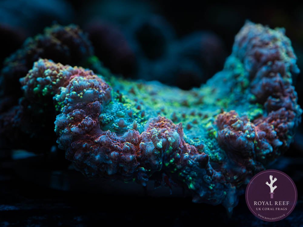 Red Tosca Symphyllia WYSIWYG (2) - Royal Reef