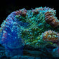 Red Tosca Symphyllia WYSIWYG (2) - Royal Reef