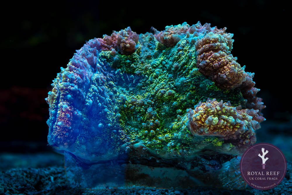 Red Tosca Symphyllia WYSIWYG (2) - Royal Reef