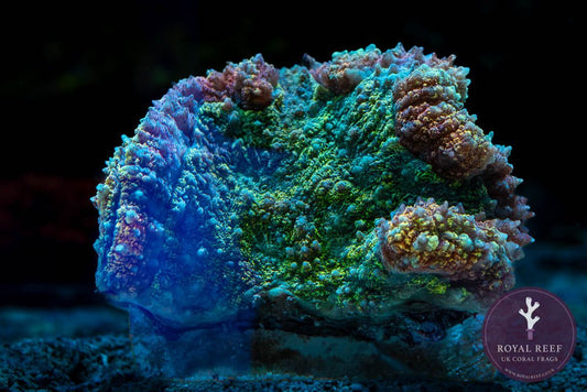 Red Tosca Symphyllia WYSIWYG (2) - Royal Reef