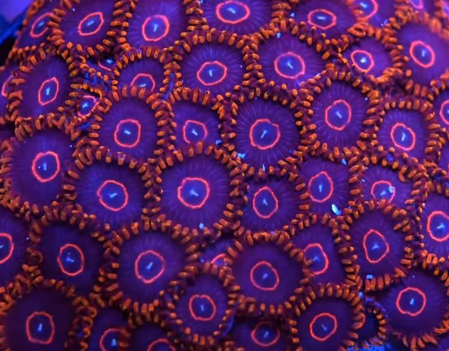 Red Hornet Zoa 3+ Heads