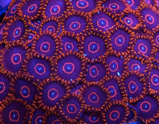 Red Hornet Zoa 3+ Heads