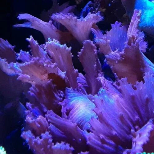 Close-up of vibrant purple soft coral in a reef aquarium, ideal for marine tanks.