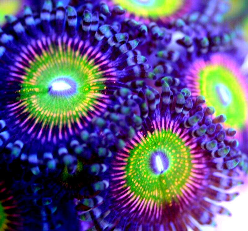 ARC Woodstock Rainbow Zoa 3+ Heads