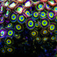 Scrambled Egg Zoa 3+ Heads - Royal Reef