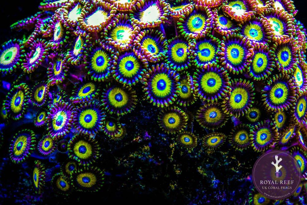 Scrambled Egg Zoa 3+ Heads - Royal Reef