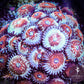 Seduction Zoa 3+ Heads - Royal Reef