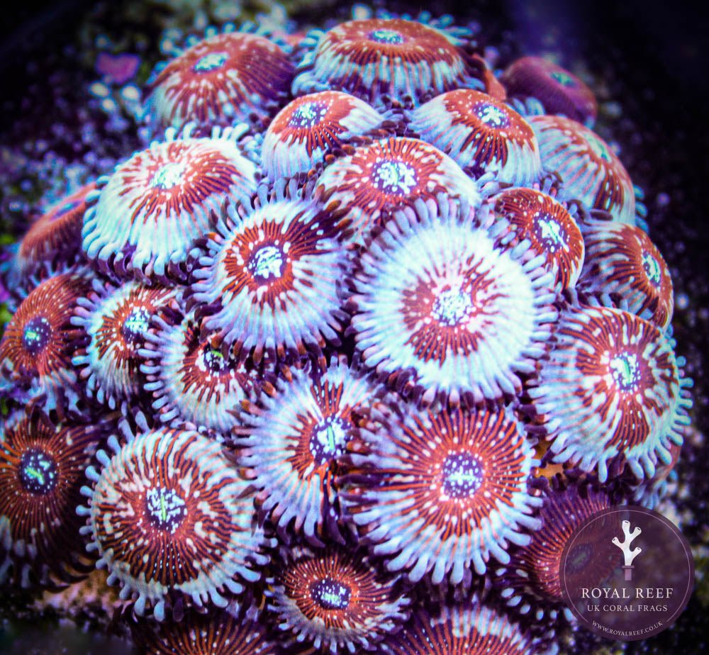 Seduction Zoa 3+ Heads - Royal Reef