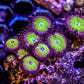 Seeds of Chucky Zoa 3+ Heads - Royal Reef