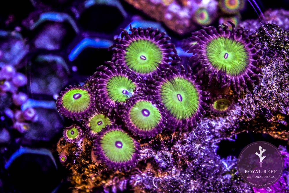 Seeds of Chucky Zoa 3+ Heads - Royal Reef