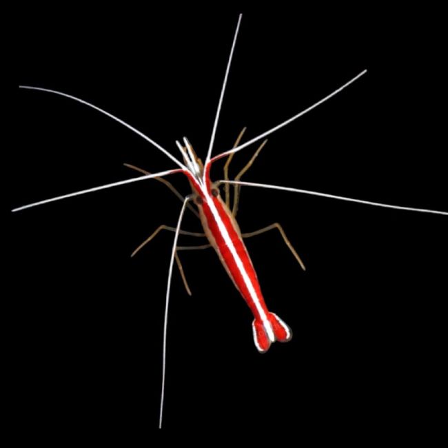 Cleaner Shrimp (INVERT)