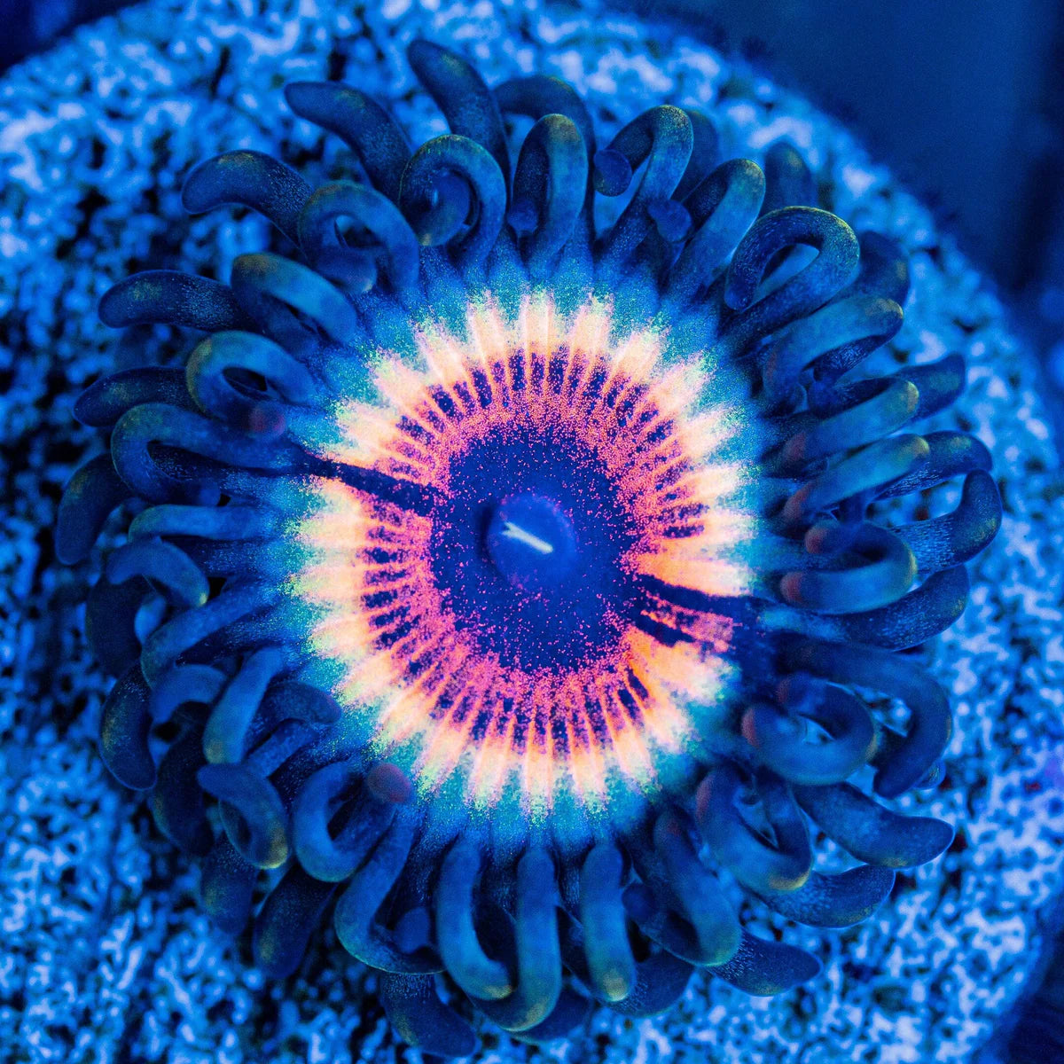 Sonic Flare Zoa 3+ Heads