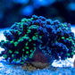 Splatter Hybrid Frogspawn - Royal Reef