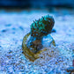 Toadstool - Green w/ polyps - Royal Reef