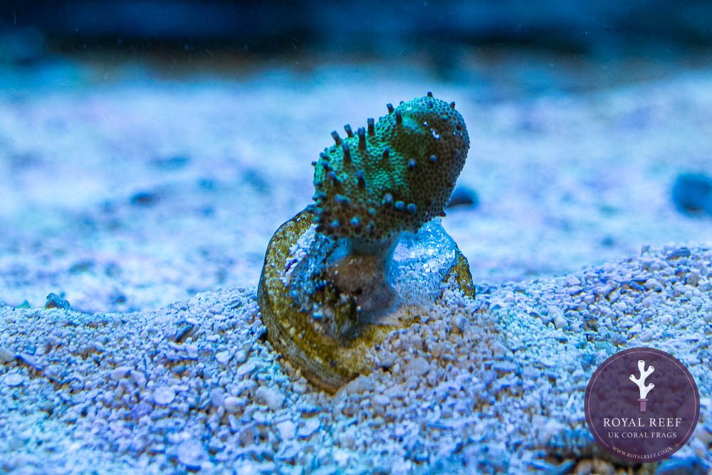 Toadstool - Green w/ polyps - Royal Reef