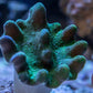 Toadstool - Green w/ polyps - Royal Reef