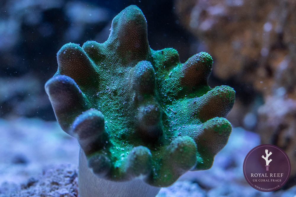 Toadstool - Green w/ polyps - Royal Reef