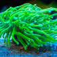 Ultra Grail Torch (Bright Green) - Royal Reef