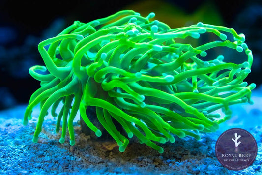 Ultra Grail Torch (Bright Green) - Royal Reef