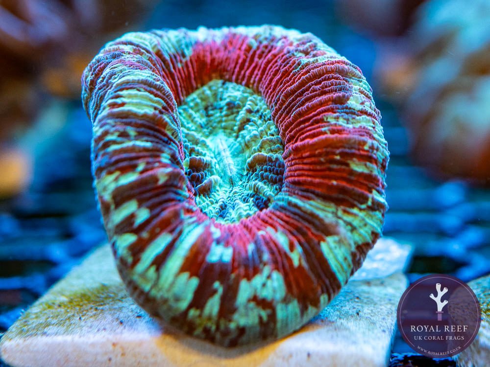 Ultra Trachyphillia WYSIWYG - Royal Reef