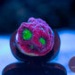 War Coral Red with Lime Green Eyes - Royal Reef