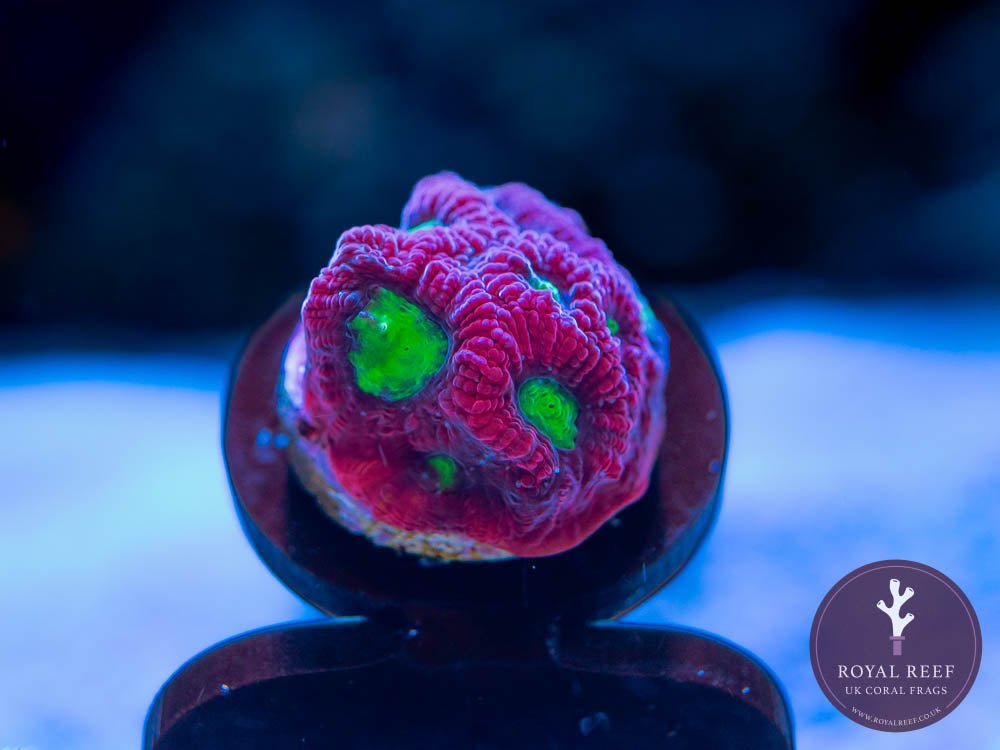 War Coral Red with Lime Green Eyes - Royal Reef