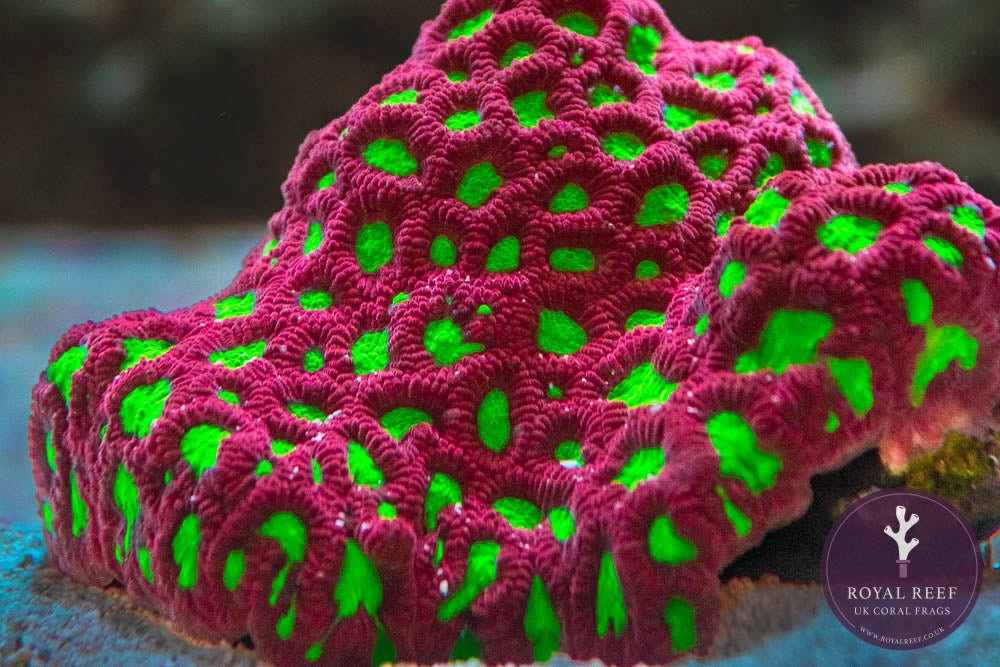 War Coral Red with Lime Green Eyes - Royal Reef