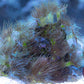 Yellow Parazoanthus Polyps (3+ polyps) - Royal Reef