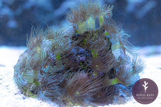 Yellow Parazoanthus Polyps (3+ polyps) - Royal Reef