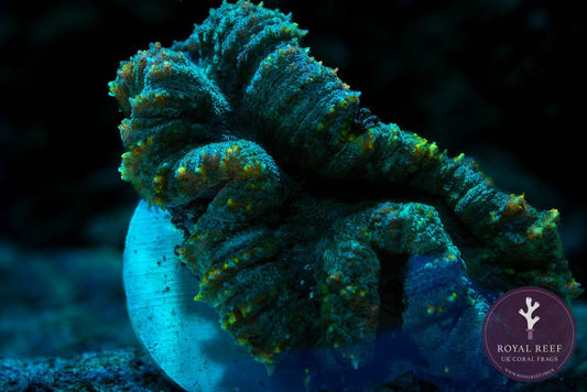 Yellow/Green Rainbow Lobophyllia Brain Coral WYSIWYG - Royal Reef