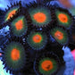 Gorilla Nips Zoa 3+ Heads