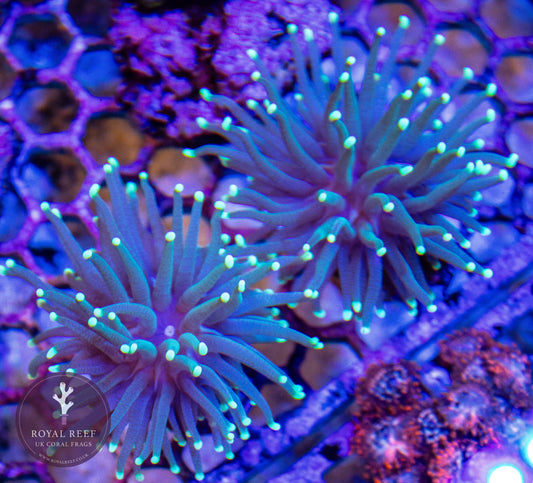 Aussie Pale Green Torch with Bright tips Torch Coral - Royal Reef