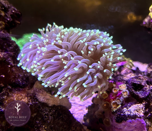 Aussie Pale Green Torch with Bright tips Torch Coral - Royal Reef