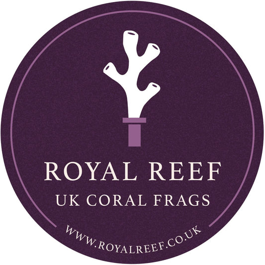 Banana Torch Coral - Royal Reef