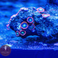 BooBoo Berries Zoa 3+ Heads - Royal Reef