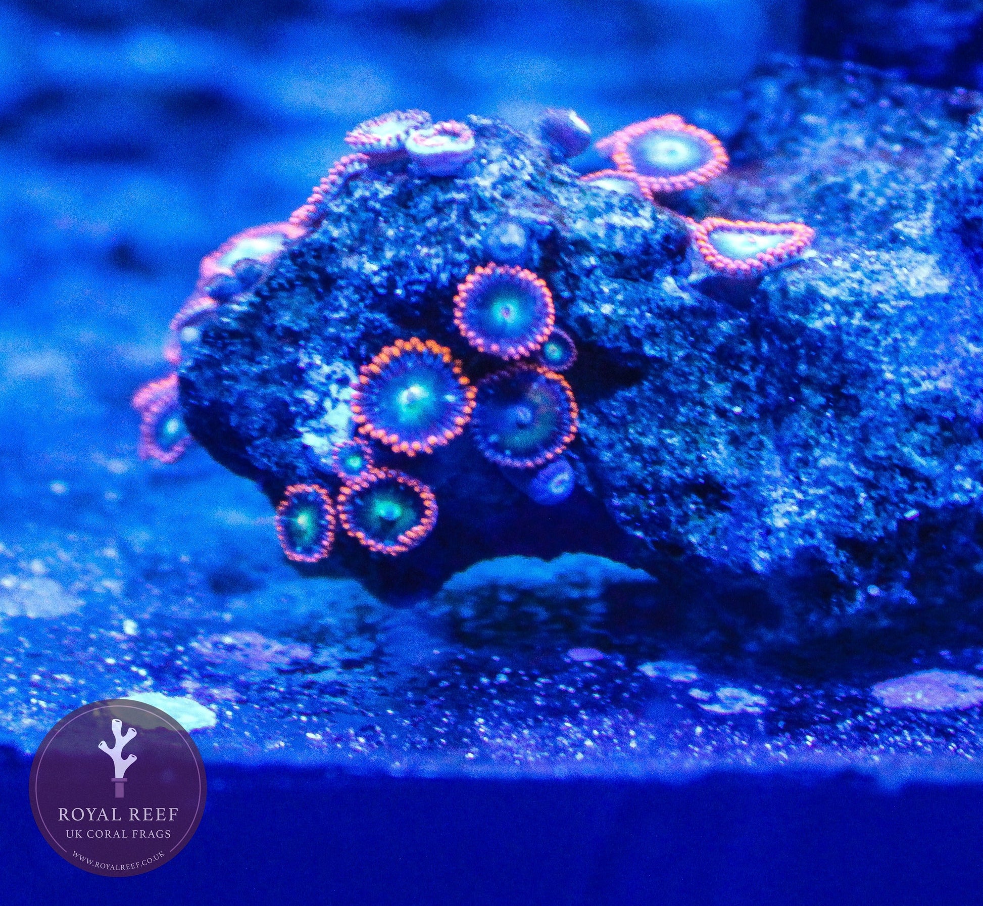 BooBoo Berries Zoa 3+ Heads - Royal Reef